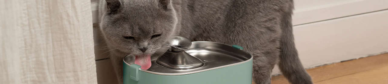 Fontaine à Eau Sans Fil pour Chat Bandit