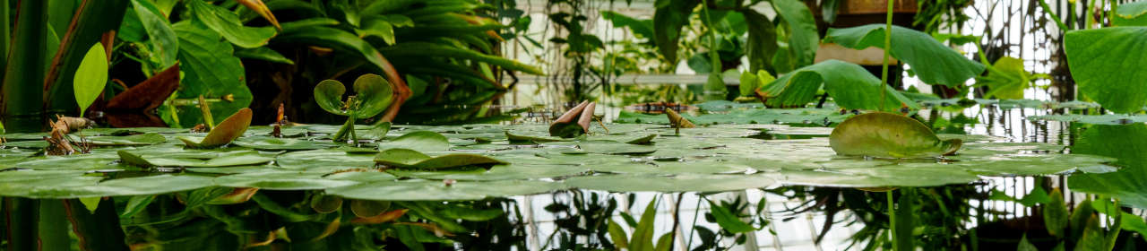 Traitement anti-algues BiOx Colombo pour bassin