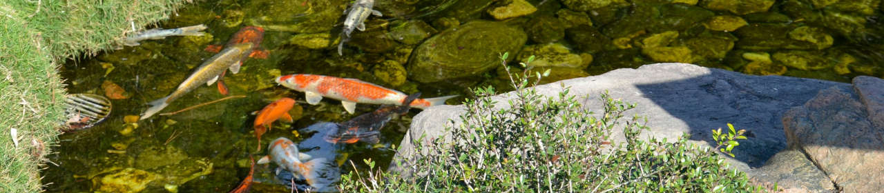 Colombo Mineral KH Plus conditionneur pour bassin